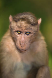 Monkey portrait 2 This time with the 5D MK III...  :) Bonnet macaque,Geotagged,India,Macaca radiata,Winter