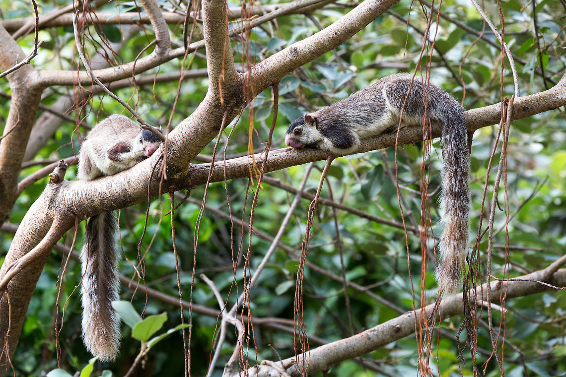 Just outside our bedroom window I love getting to eye-level with my subject, i find that these shots work best. But this is a problem when your subject is too high up. I got lucky when I opened my bedroom curtains to find these guys perched on a branch just outside! :) 5D mkIII,Geotagged,Grizzled giant squirrel,Ratufa macroura,Sri Lanka,Summer