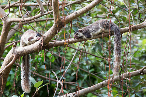 Just outside our bedroom window I love getting to eye-level with my subject, i find that these shots work best. But this is a problem when your subject is too high up. I got lucky when I opened my bedroom curtains to find these guys perched on a branch just outside! :) 5D mkIII,Geotagged,Grizzled giant squirrel,Ratufa macroura,Sri Lanka,Summer