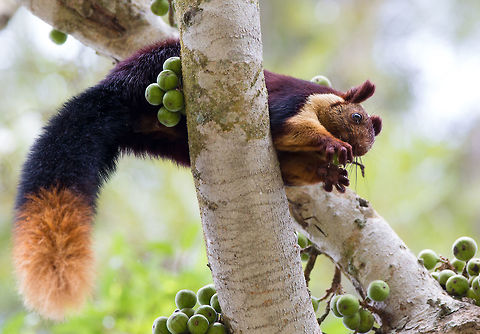 Malabar Giant Squirrel I spotted this guy when driving to the hill-station Ooty. This is to complete my giant squirrel trilogy. :) Geotagged,India,Indian Giant Squirrel,Ratufa indica,Winter
