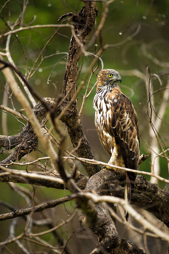 Urghhh, the rain Like us, when it rains, most creatures disappear...  if, however you can spot them, they prove great models, not wanting to move in the rain! :) Changeable Hawk-Eagle,Geotagged,India,Nisaetus cirrhatus,Summer