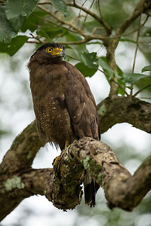 Waiting The most common eagle that I see here, but every time i see it, i love it! :) Crested Serpent Eagle,Geotagged,India,Spilornis cheela,Summer
