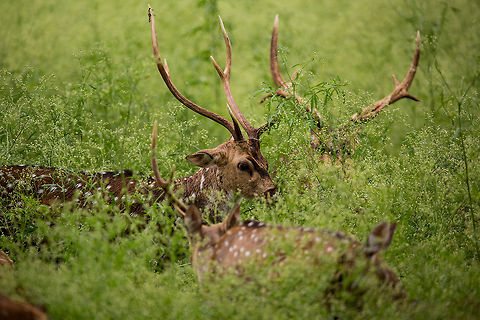 Hmmm, so that's why we never see anything! Generally, sightings in Kabini are great...  leopards, tigers, bears...  But in the monsoon, the gras takes over. It takes over to such a state, that even spotting a deer can be a challenge! :P Axis axis,Chital,Geotagged,India,Summer