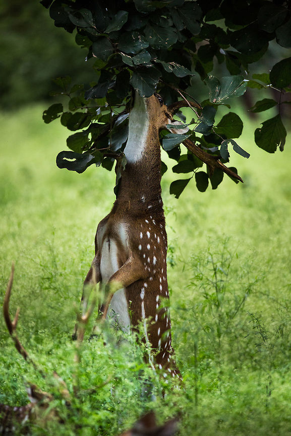 The missing link? It is not common to see this behaviour in Chital, but from time to time, there are a few individuals in a herd that do it. They stand on the hind legs to reach the tastier leafs slightly out of reach. Is this the next step in evolution? Will we see this more often? And will the result be? :) Axis axis,Chital,Geotagged,India,Summer
