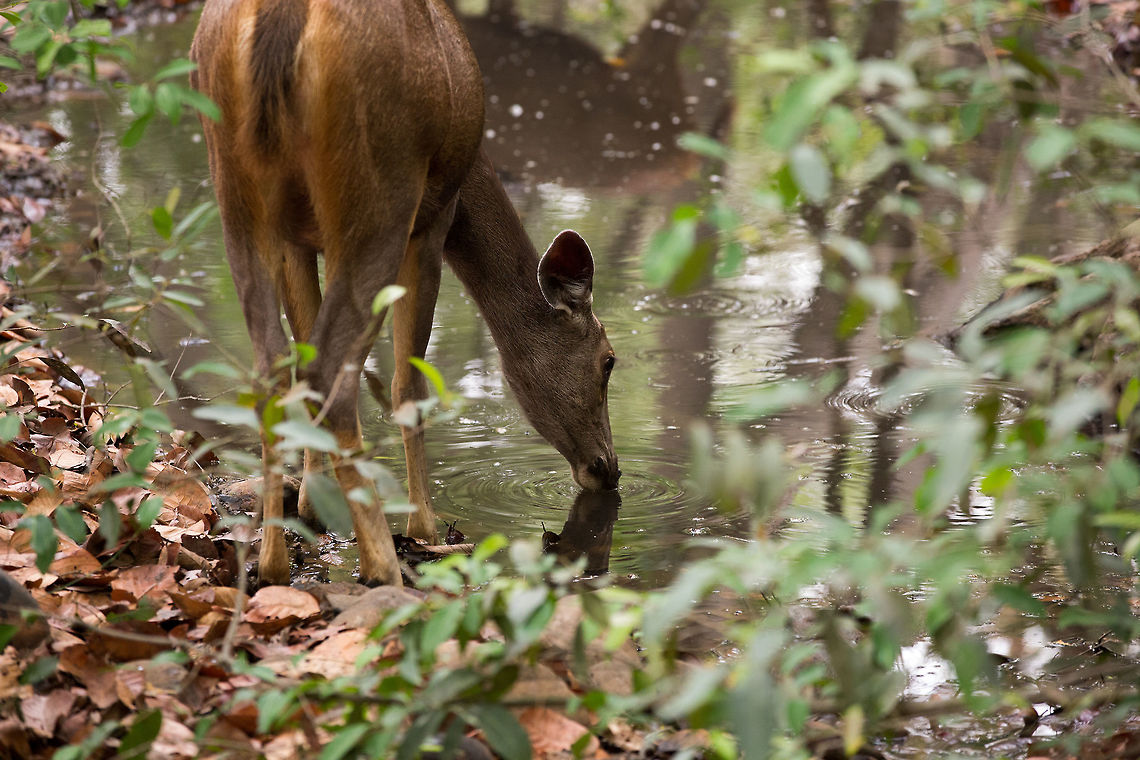 Thirst It is fantastic to get this close to a Sambar, they are usually very skittish!  5D mkIII,Geotagged,India,Rusa unicolor,Sambar,Spring
