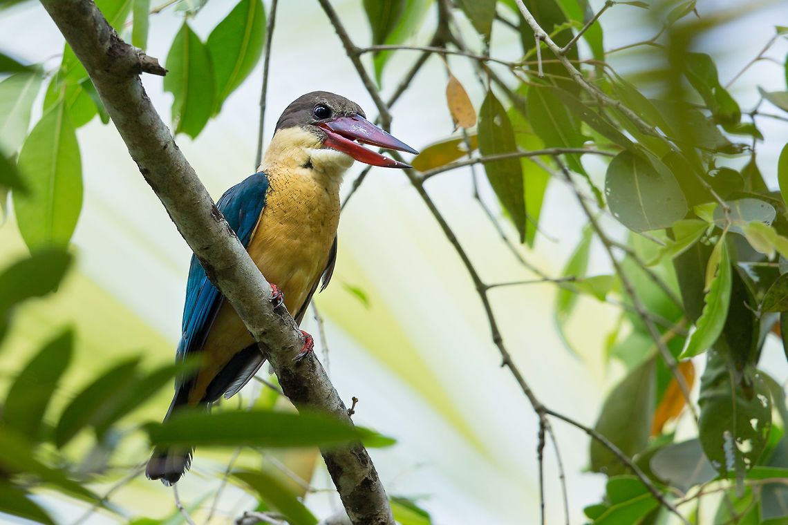 The big guy in town I first saw this guy flying around, and I thought to myself...  wow, that looks like a kingfisher...  just bigger! :) 2014,Cochin,Geotagged,India,Kerala,Kochi,Pelargopsis capensis,Stork-billed Kingfisher,Winter