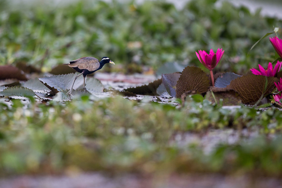 Jacana Jacana of some sort, but still narrowing it down! :P 2014,Cochin,Geotagged,India,Jacana jacana,Kerala,Kochi,Metopidius indicus,Wattled Jacana,Winter,bronze-winged jacana