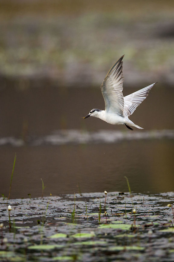 White-cheeked turn Spotted in the Kerala back waters. 2014,Cochin,Geotagged,India,Kerala,Kochi,River Tern,Sterna aurantia,Sterna repressa,Winter,white-cheeked tern