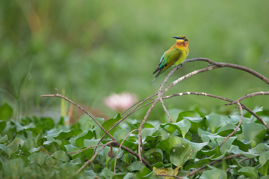 Waiting for some prey Sitting on a floating branch, there are lots of these guys taking breaks between hunting missions...  :) 2014,Blue-tailed Bee-eater,Cochin,Geotagged,India,Kerala,Kochi,Merops philippinus,Winter
