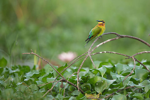 Waiting for some prey Sitting on a floating branch, there are lots of these guys taking breaks between hunting missions...  :) 2014,Blue-tailed Bee-eater,Cochin,Geotagged,India,Kerala,Kochi,Merops philippinus,Winter