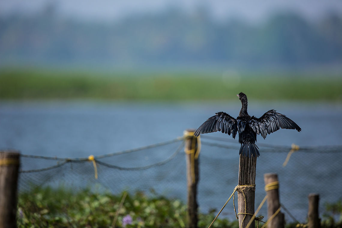 Drying off... ... after a failed dive! :) 2014,Cochin,Geotagged,India,Kerala,Kochi,Little cormorant,Microcarbo niger,Phalacrocorax sulcirostris,Winter,little black cormorant