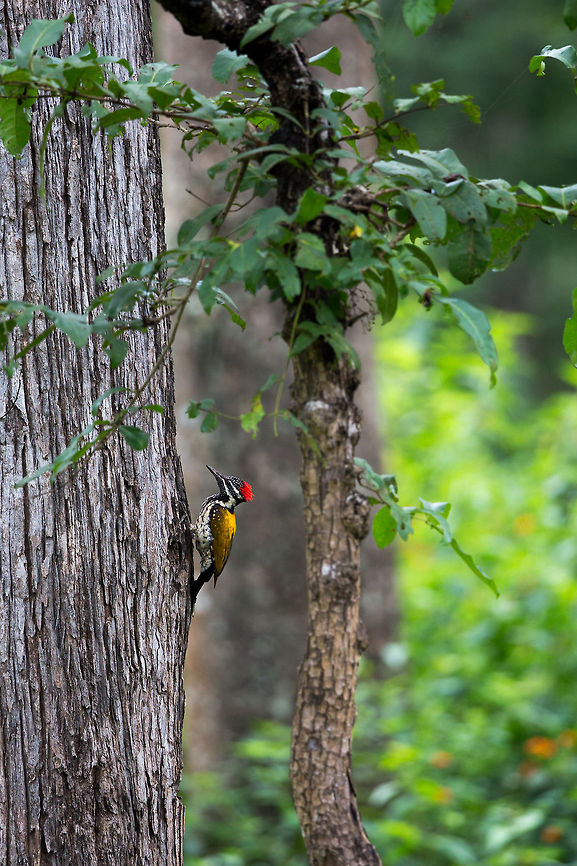 The photo dodger These guys always hide the other side of the tree when i try and shoot them... managed to grab a shot of this guy just before he disappeared! :) Common Flameback,Dinopium javanense,Fall,Geotagged,India