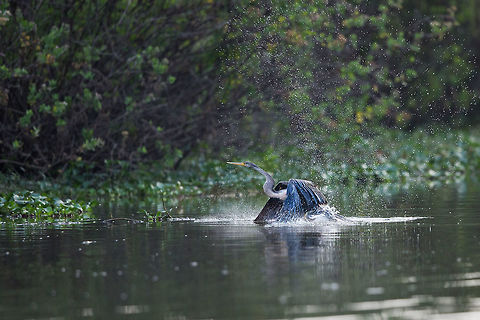 Take-off I was watching this darter winding it was through the water, when it suddenly popped out of the water and decided to take flight! :) Anhinga melanogaster,Fall,Geotagged,India,Oriental darter