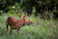 A close shave... We were driving though the forrest on our safari and to cut a long story short, we got stuck, having to get out of the jeep to push it free....  having done so, we looked around laughing, and noticed a pack of dhole 10 meter away, just watching us! I grabbed my camera, fired off a few shots, and got this one...  it is as close as i have ever been to one! :) Cuon alpinus,Dhole,Fall,Geotagged,India
