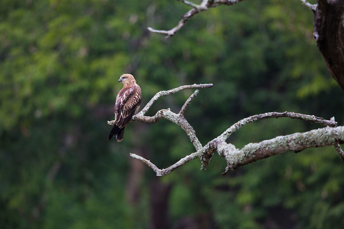 Common buzzard Common, maybe, beautiful, definitely!  Buteo buteo,Common buzzard,Fall,Geotagged,India