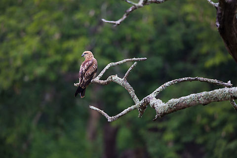 Common buzzard Common, maybe, beautiful, definitely!  Buteo buteo,Common buzzard,Fall,Geotagged,India