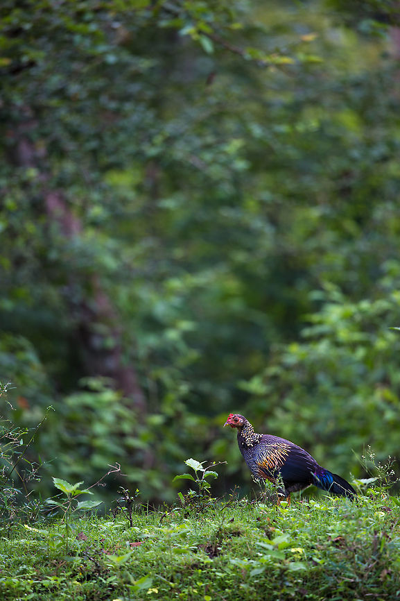 The Grey junglefowl Since i am going through all my images, trying to ID them, it turns out i have shot several different types of jungle fowl...  more to come! :) Fall,Gallus sonneratii,Geotagged,Grey junglefowl,India