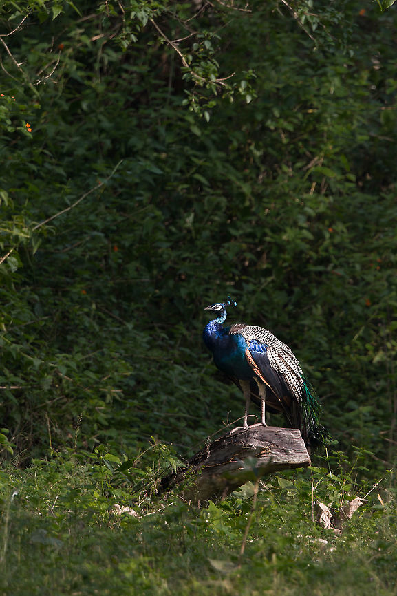 A patch of light This guy found a little patch of light to show off its colours! Fall,Geotagged,India,Indian peafowl,Pavo cristatus