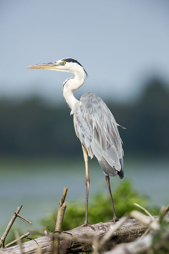 Grey heron These guys always look pompous to me! Ardea cinerea,Fall,Geotagged,Grey Heron,India