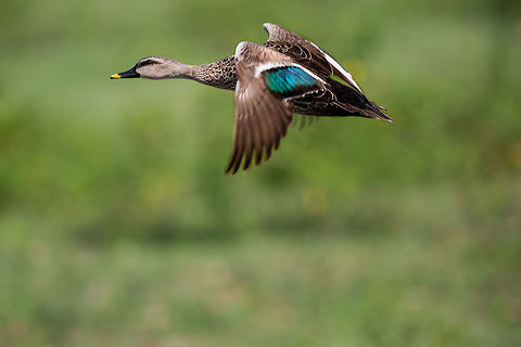 Duck in flight I'm still trying to optimise my bird in flight skills... Anas poecilorhyncha,Fall,Geotagged,India,Spot-billed duck