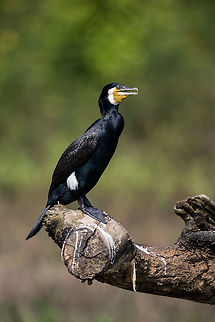 The king of fishers There are some many of these guys, but i still love it when i can get close for a portrait! Fall,Geotagged,Great Cormorant,India,Phalacrocorax carbo