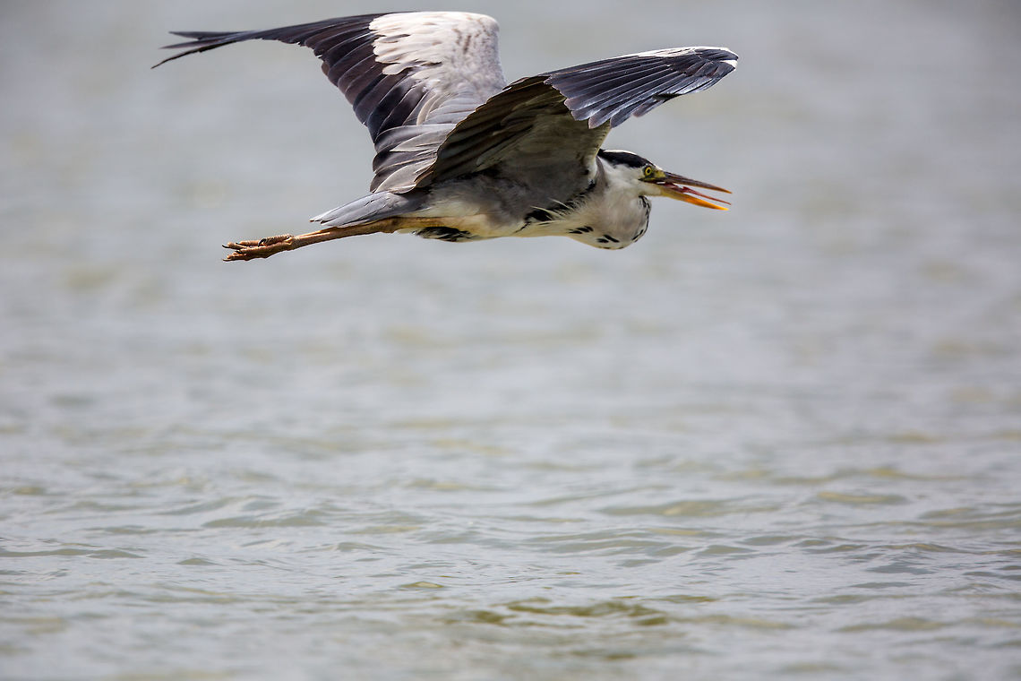 Grey heron in flight! The result of my inept sneaking! :) Ardea cinerea,Fall,Geotagged,Grey Heron,India