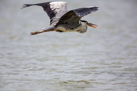Grey heron in flight! The result of my inept sneaking! :) Ardea cinerea,Fall,Geotagged,Grey Heron,India