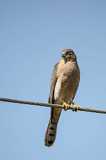 After a long time Despite this species being very common here in India, it took me 2 years to see and shoot one....  funnily, i have been seeing them everywhere since! :) Accipiter badius,Fall,Geotagged,India,Kabini,Shikra