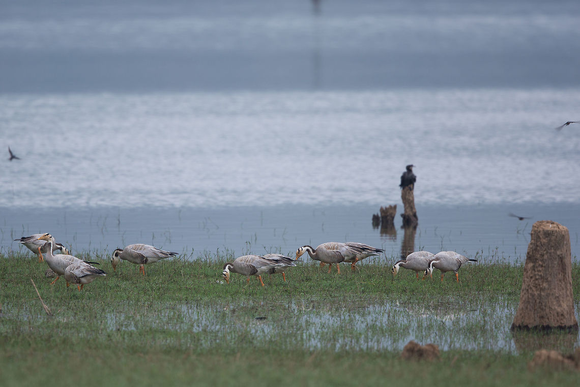 A transient guest This transient guest is great to see! :) Anser indicus,Bar-headed Goose,Fall,Geotagged,India