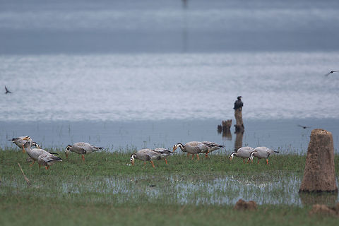 A transient guest This transient guest is great to see! :) Anser indicus,Bar-headed Goose,Fall,Geotagged,India