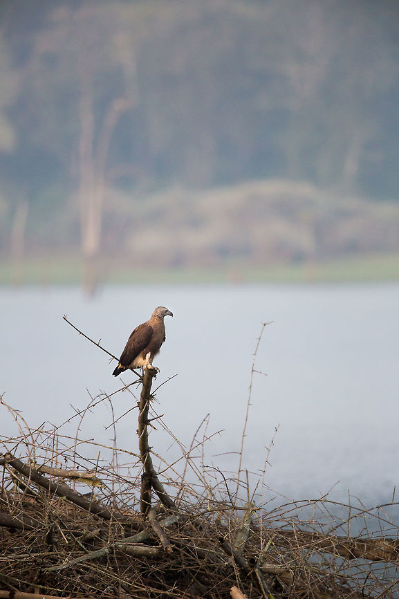 Grey headed fish eagle I have never gotten a great image of these guys, so the mission continues! :) Fall,Geotagged,Ichthyophaga ichthyaetus,India,Kabini,grey headed fish eagle