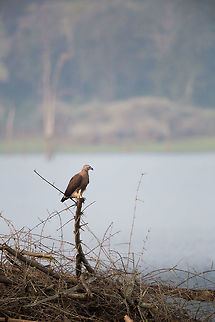 Grey headed fish eagle I have never gotten a great image of these guys, so the mission continues! :) Fall,Geotagged,Ichthyophaga ichthyaetus,India,Kabini,grey headed fish eagle