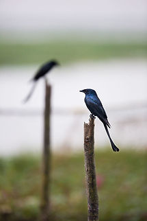 A pair of Drongos I followed the pair along the banks of the back-waters as they shifted from stick to stick while hunting! :) 2014,Black Drongo,Cochin,Dicrurus macrocercus,Geotagged,India,Kerala,Kochi,Winter