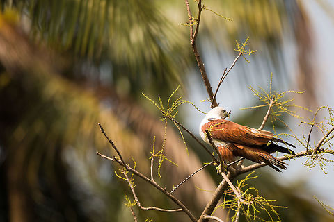 Brahminy kite They are a common sights along the backwaters and coast of Kerala....  :) 2014,Brahminy Kite,Cochin,Geotagged,Haliastur indus,India,Kerala,Kochi,Winter