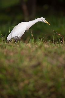 Cattle Egret Following a domestic cow looking for disturbed bugs to eat! 2014,Bubulcus ibis,Cattle Egret,Cochin,Geotagged,India,Kerala,Kochi,Winter