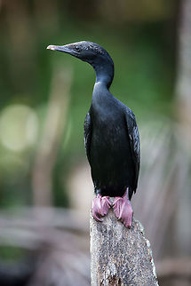 Perched Waiting for its next dive! :) 2014,Cochin,Geotagged,India,Indian Cormorant,Kerala,Kochi,Phalacrocorax fuscicollis,Phalacrocorax sulcirostris,Winter,little black cormorant