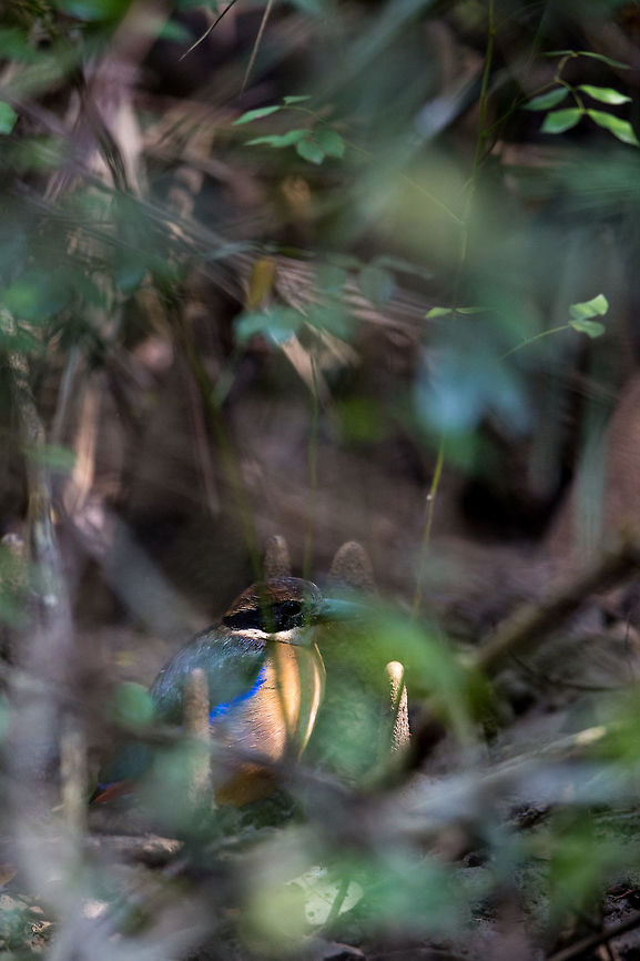 Mangrove pitta I was walking along a dense track in the mangroves of Bhitakanika when this bird darted in front of me. At first I thought it was kingfisher, but then it landed among the mangrove roots. I had 3 seconds to fire of this obscured shot before it disappears beyond reach. It was only when i got back, I had time to ID it! :) Geotagged,India,John Rowell,Mangrove pitta,Odisha,Orissa,Pitta megarhyncha,Wildlife,Winter,adhocphotographer,bhitarkanika