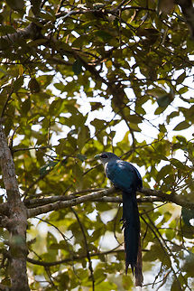 The Green-billed malkoha Another mangrove sighting...  it is tough to shoot in these settings, so when you have the chance, you need to nail it first time! :) Geotagged,Green-billed malkoha,India,John Rowell,Odisha,Orissa,Phaenicophaeus tristis,Wildlife,Winter,adhocphotographer,bhitarkanika