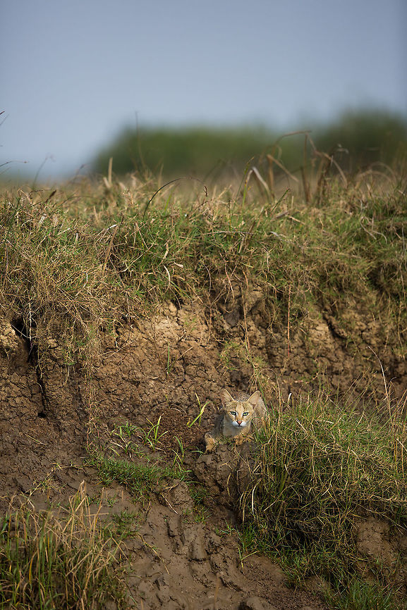 Jungle cat These little felines are tough to spot, and i have spent a long time trying to find one! On the way back from the mangroves, i saw it...  just sat there, as we went past in the boat...  I could not believe my eyes. Awesome!  Felis chaus,Geotagged,India,John Rowell,Jungle cat,Odisha,Orissa,Wildlife,Winter,adhocphotographer,bhitarkanika