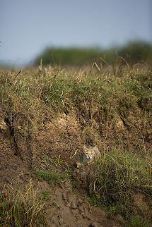 Jungle cat These little felines are tough to spot, and i have spent a long time trying to find one! On the way back from the mangroves, i saw it...  just sat there, as we went past in the boat...  I could not believe my eyes. Awesome!  Felis chaus,Geotagged,India,John Rowell,Jungle cat,Odisha,Orissa,Wildlife,Winter,adhocphotographer,bhitarkanika