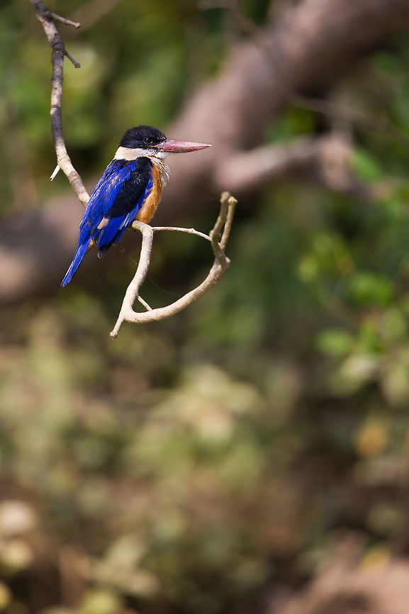 Black-capped Kingfisher Another kingfisher off my list! :) Geotagged,Halcyon pileata,India,John Rowell,Odisha,Orissa,Wildlife,Winter,adhocphotographer,bhitarkanika,black-capped kingfisher
