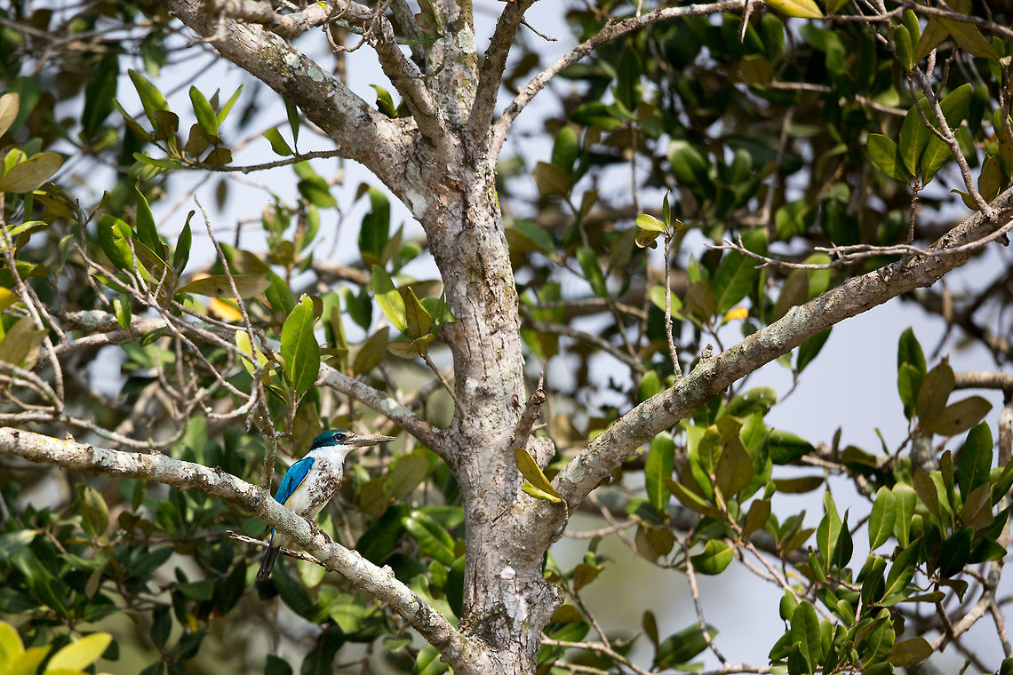 The collared kingfisher Another kingfisher off of my list! :) Geotagged,India,John Rowell,Odisha,Orissa,Todiramphus chloris,Wildlife,Winter,adhocphotographer,bhitarkanika,collared kingfisher