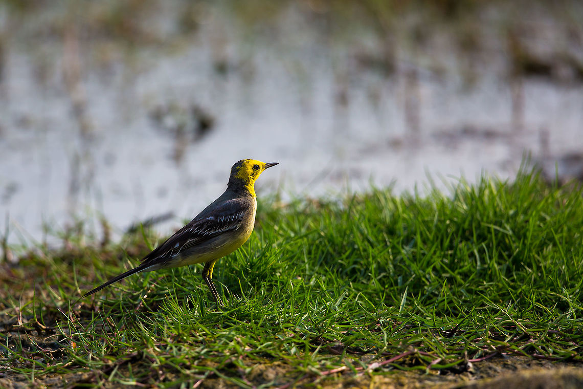 The Citrine wagtail This is a prime example of sitting still. I was say watching some black-winged stilts by the lake, when this guy just flew and stopped just in front of me...  sitting still is often the best way for bird photography! :)  Citrine wagtail,Geotagged,India,John Rowell,Motacilla citreola,Winter,adhocphotographer