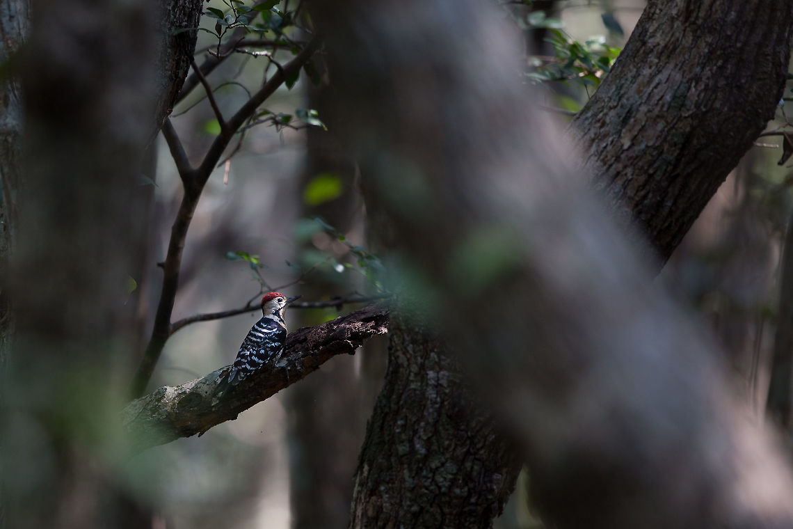 The Fulvous-breasted Woodpecker, Male Another chance shot in the mangroves! :) Dendrocopos macei,Fulvous-breasted Woodpecker,India,John Rowell,Odisha,Orissa,Wildlife,adhocphotographer,bhitarkanika