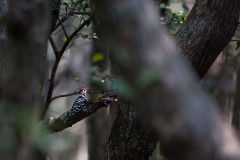 The Fulvous-breasted Woodpecker, Male Another chance shot in the mangroves! :) Dendrocopos macei,Fulvous-breasted Woodpecker,India,John Rowell,Odisha,Orissa,Wildlife,adhocphotographer,bhitarkanika