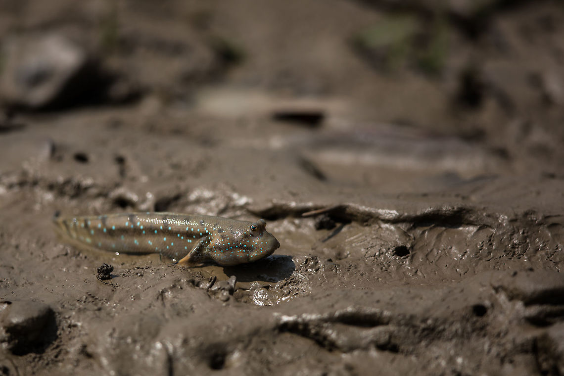 Mud skipper Which sub-species i don't know... Boleophthalmus something! :) Blue-spotted mudskipper,Bluespotted Mudhopper,Boleophthalmus boddarti,Geotagged,India,John Rowell,Odisha,Orissa,Wildlife,Winter,adhocphotographer,bhitarkanika