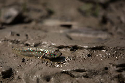Mud skipper Which sub-species i don't know... Boleophthalmus something! :) Blue-spotted mudskipper,Bluespotted Mudhopper,Boleophthalmus boddarti,Geotagged,India,John Rowell,Odisha,Orissa,Wildlife,Winter,adhocphotographer,bhitarkanika