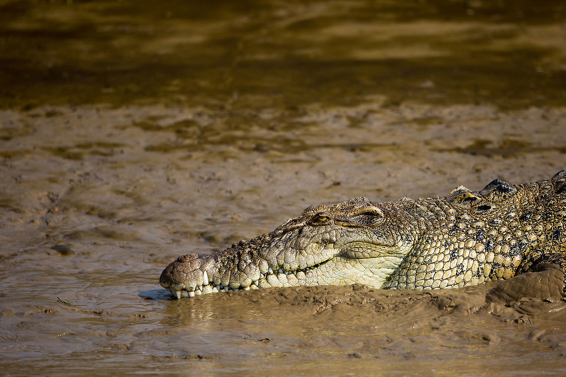 Then endangered Saltie These beasts grow up to an excess of 6m...  in fact, at this park about 10% of all the crocs are 6+m long...  scary!  Crocodylus porosus,Geotagged,India,John Rowell,Odisha,Orissa,Saltwater crocodile,Wildlife,Winter,adhocphotographer,bhitarkanika
