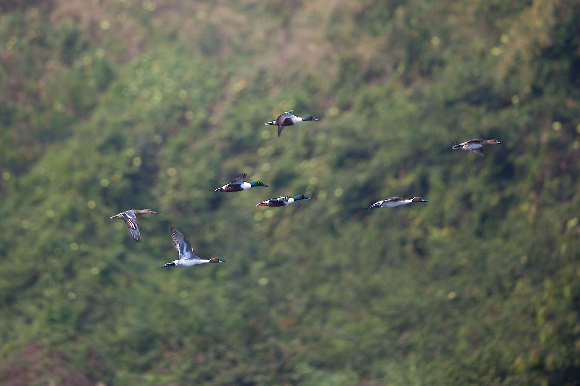 The populous on Chilika These ducks were everywhere! Fantastic! :) Anas clypeata,Chilka lake,Geotagged,India,John Rowell,Northern Shoveler,Odisha,Orissa,Wildlife,Winter,adhocphotographer