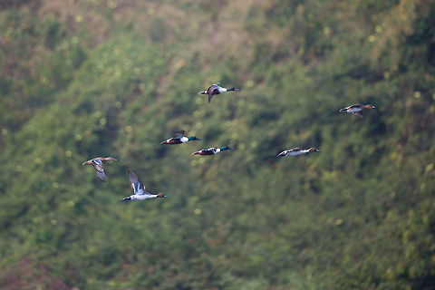 The populous on Chilika These ducks were everywhere! Fantastic! :) Anas clypeata,Chilka lake,Geotagged,India,John Rowell,Northern Shoveler,Odisha,Orissa,Wildlife,Winter,adhocphotographer